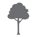Tree Removal Icon